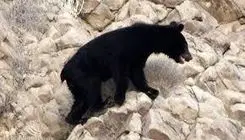 مشاهده خرس سیاه آسیایی در شهرستان میناب