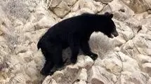 مشاهده خرس سیاه آسیایی در شهرستان میناب