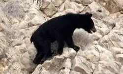 مشاهده خرس سیاه آسیایی در شهرستان میناب