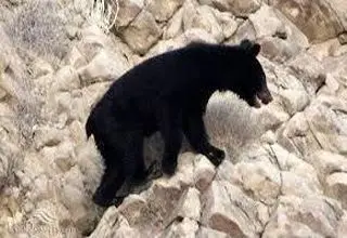 مشاهده خرس سیاه آسیایی در شهرستان میناب
