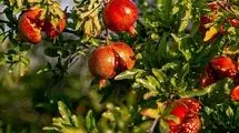 صادرات  ۳۲ میلیون دلاری انار به کشورهای هدف