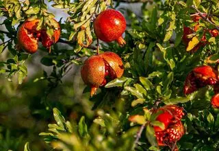 صادرات  ۳۲ میلیون دلاری انار به کشورهای هدف