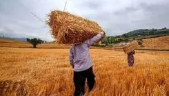 خرید بیش از ۳ میلیون و ۷۰۰ هزار تن گندم با ارزش ۱۸۵ همت از کشاورزان
