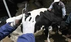 تولید واکسن ویروس تب برفکی در کشور