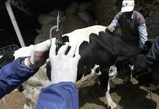 تولید واکسن ویروس تب برفکی در کشور