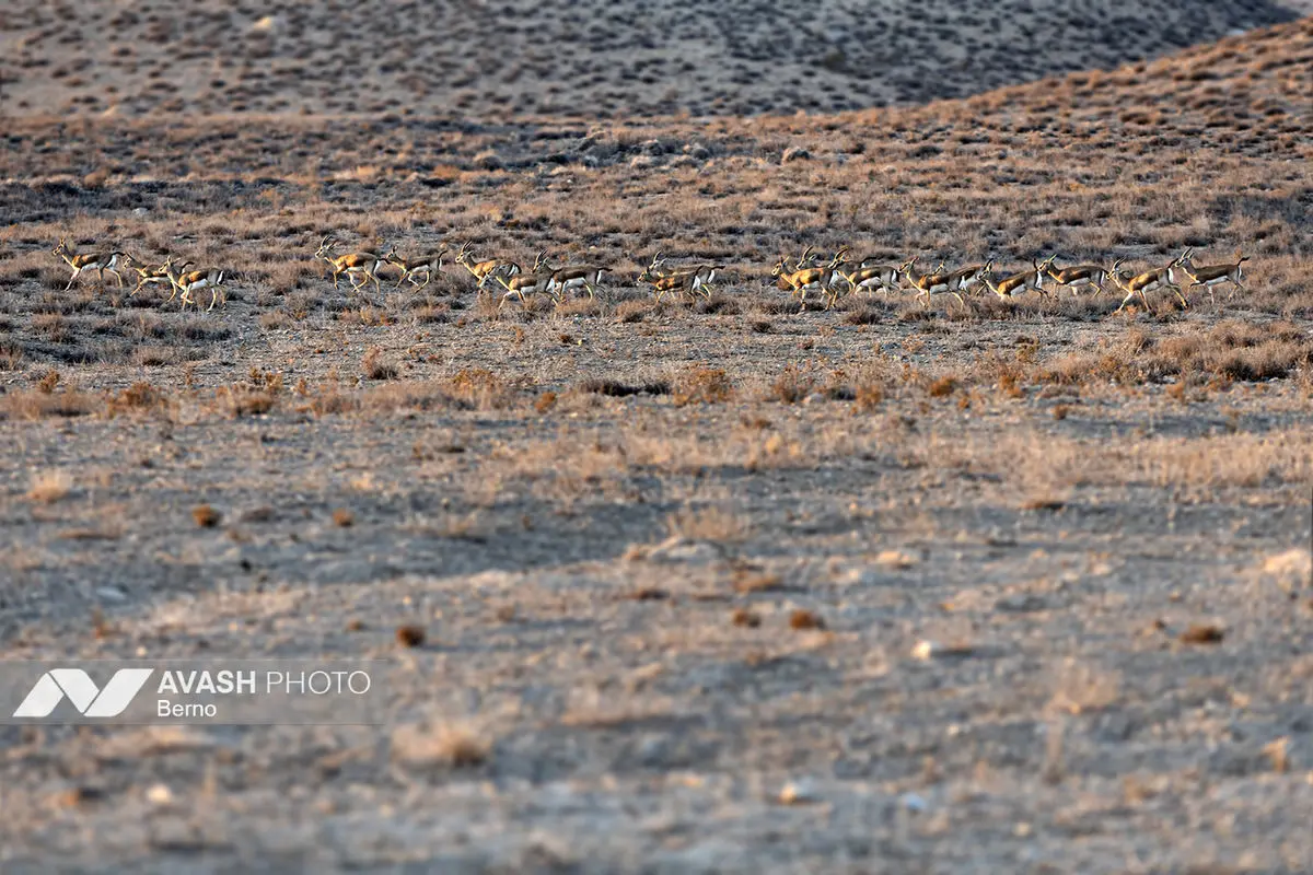 سرشماری پاییزه پارک ملی گلستان