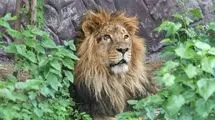 مرگ دومین شیر نر در الیمالات در قفس