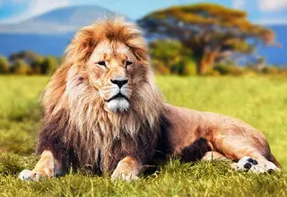 لحظاتی هولناک از زندگی در حیات وحش