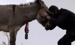 چرا کارگران کارخانه، خر یکی از روستاییان زنجانی را خوردند!