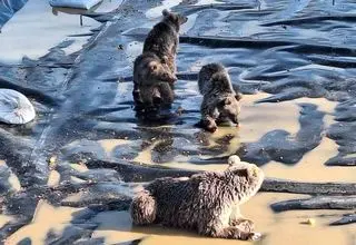 نجات یک خرس قهوه‌ای و سه توله‌اش از استخر پلیمری