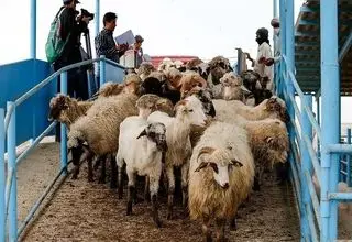 اعلام قیمت دام زنده امروز ۹ بهمن ۱۴۰۴؛ گوسفند زنده ۵۹۰ هزار تومان 