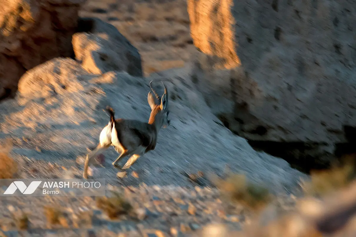 سرشماری پاییزه پارک ملی گلستان