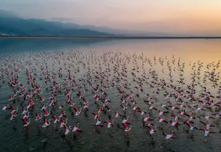 بازگشت پرنده‌های مهاجر صورتی‌ به میانکاله