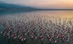 زمین‌ پروژه پتروشیمی میانکاله تعیین تکلیف شد