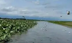 پرستو‌های دریایی تیره مهمان تالاب انزلی شدند