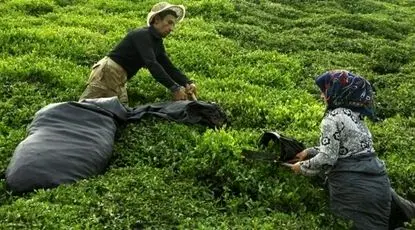 یک استکان تورم/ رد پای جهش قیمت انرژی تا تغییر مدل تخصیص ارز در گرانی چای ایرانی