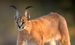 ماجرای شیوع بیماری کشنده در باغ وحش پردیسان