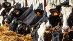 قیمت دام زنده سرسام آور شد +جدول ۲ دی