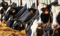 قیمت دام زنده سرسام آور شد +جدول ۲ دی