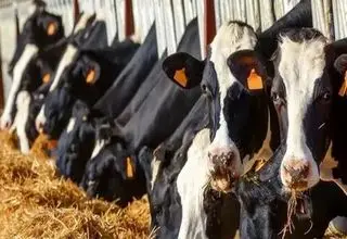 قیمت دام زنده سرسام آور شد +جدول ۲ دی