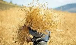 تعیین محل جدیدی برای پرداخت مطالبات گندمکاران 