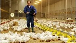 قیمت هرکیلو مرغ به ۱۵۰ تا ۱۶۰ هزارتومان رسید