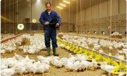 قیمت هرکیلو مرغ به ۱۵۰ تا ۱۶۰ هزارتومان رسید