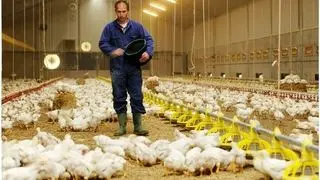 قیمت هرکیلو مرغ به ۱۵۰ تا ۱۶۰ هزارتومان رسید