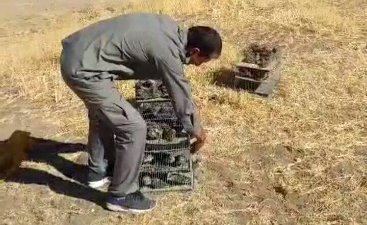 کشف و رهاسازی ۲۴۰ قطعه «طرقه چکاوک» 