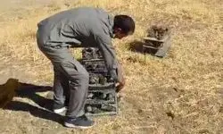 کشف و رهاسازی ۲۴۰ قطعه «طرقه چکاوک» 