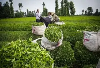 ۴۲ هزار تومان؛ قیمت خرید تضمینی برگ سبز چای درجه یک