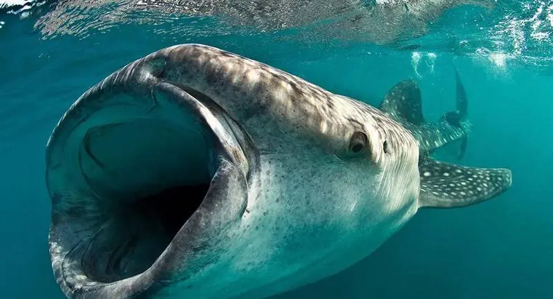 کوسه‌نهنگ؛ غول آرام اقیانوس‌ها