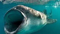 کوسه‌نهنگ؛ غول آرام اقیانوس‌ها