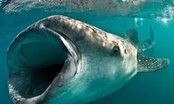 کوسه‌نهنگ؛ غول آرام اقیانوس‌ها