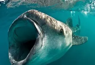 کوسه‌نهنگ؛ غول آرام اقیانوس‌ها