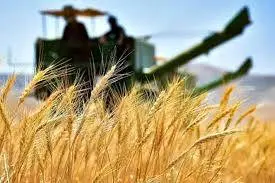 ۱۰۳ هزار و ۸۱۴ میلیارد تومان ارزش مجموع گندمهای خریداریشده توسط دولت