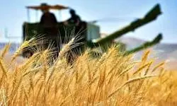 ۱۰۳ هزار و ۸۱۴ میلیارد تومان ارزش مجموع گندم‌های خریداری‌شده توسط دولت