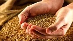 اعلام جزئیات معیار تعیین قیمت خرید تضمینی گندم