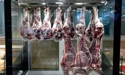 وضعیت کشور در تامین نهاده های دامی و کالاهای اساسی نامناسب است
