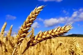 اعلام قیمت خرید تضمینی گندم؛ خرید ۳۰۰ دلاری گندم از روسیه و اوکراین