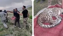 درمان پلنگ زخمی ایرانی در البرز