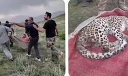درمان پلنگ زخمی ایرانی در البرز
