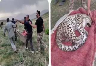 درمان پلنگ زخمی ایرانی در البرز