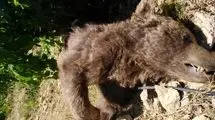 خرس دنا جان باخت