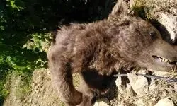 خرس دنا جان باخت