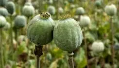 نفرین تریاک