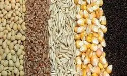 قصه پرغصه نهاده‌های دامی/ سفره‌های مردم زیر تیغ سیاست‌های متناقض