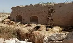 اعلام جدول قیمت دام زنده به تفکیک هر استان امروز ۲۲ اردیبهشت