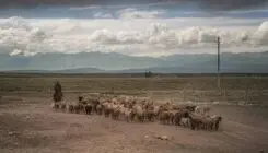 انتشار آگهی استخدام چوپان در مناطق دورافتاده چین ولوله به پا کرد!