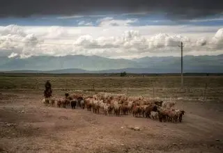 انتشار آگهی استخدام چوپان در مناطق دورافتاده چین ولوله به پا کرد!